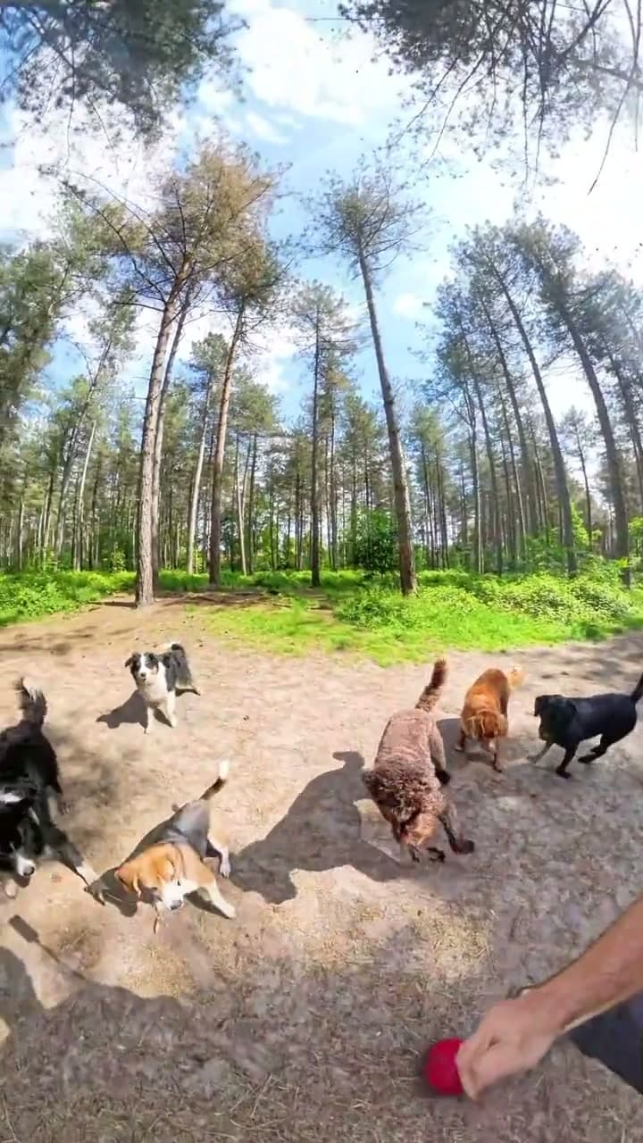 Preview van een avontuurlijke daguitstap met groep honden — One Happy Hound video