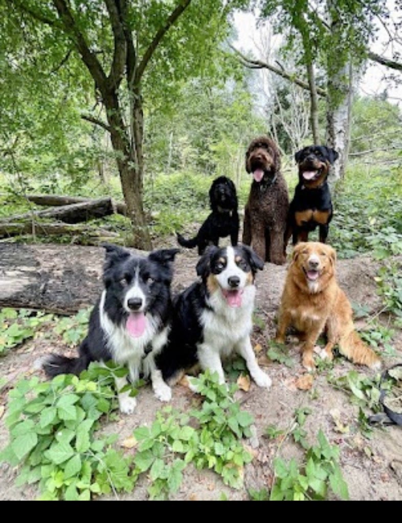 Groep honden zit rustig in het bos — sociale daguitstap met professionele begeleiding — hond uitlaten Zandhoven