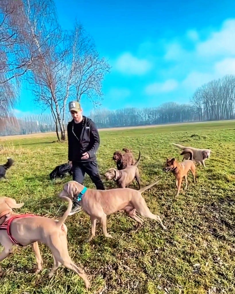 Professionele hondenuitlater met groep honden op een veld — One Happy Hound — hond uitlaten Brussel
