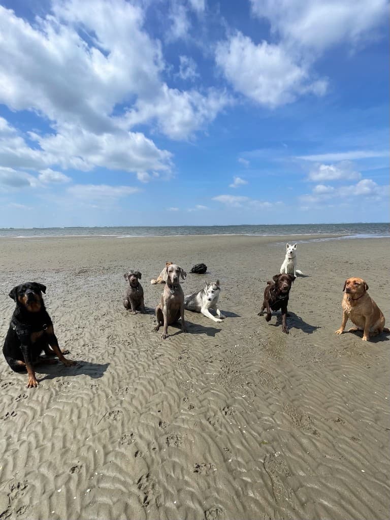 Avontuurlijke hondenuitstap sfeer in regio Oostende