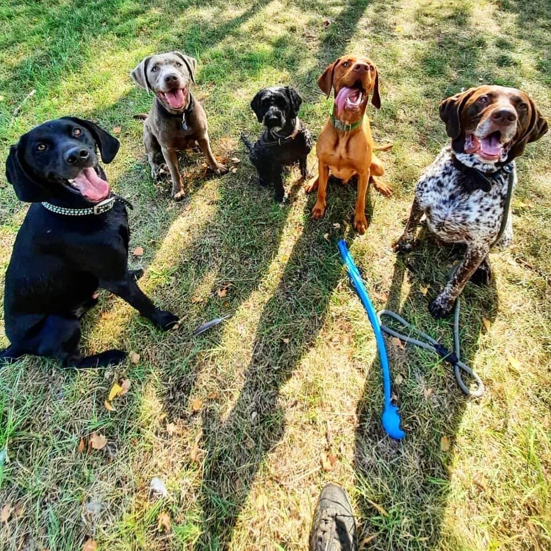 Blije honden tijdens een daguitstap