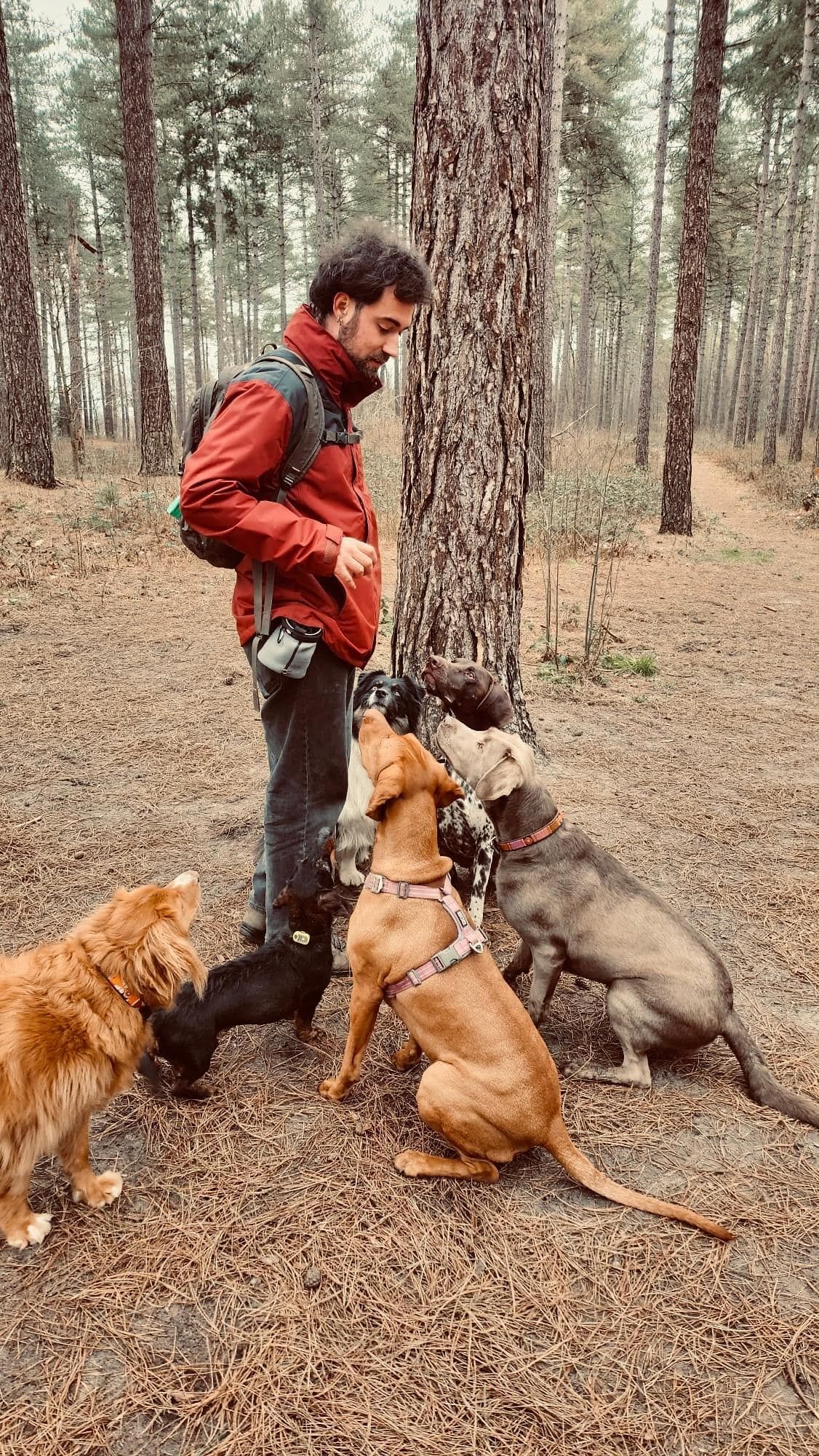 Freelance hondenwandelaar met een groep honden in het bos