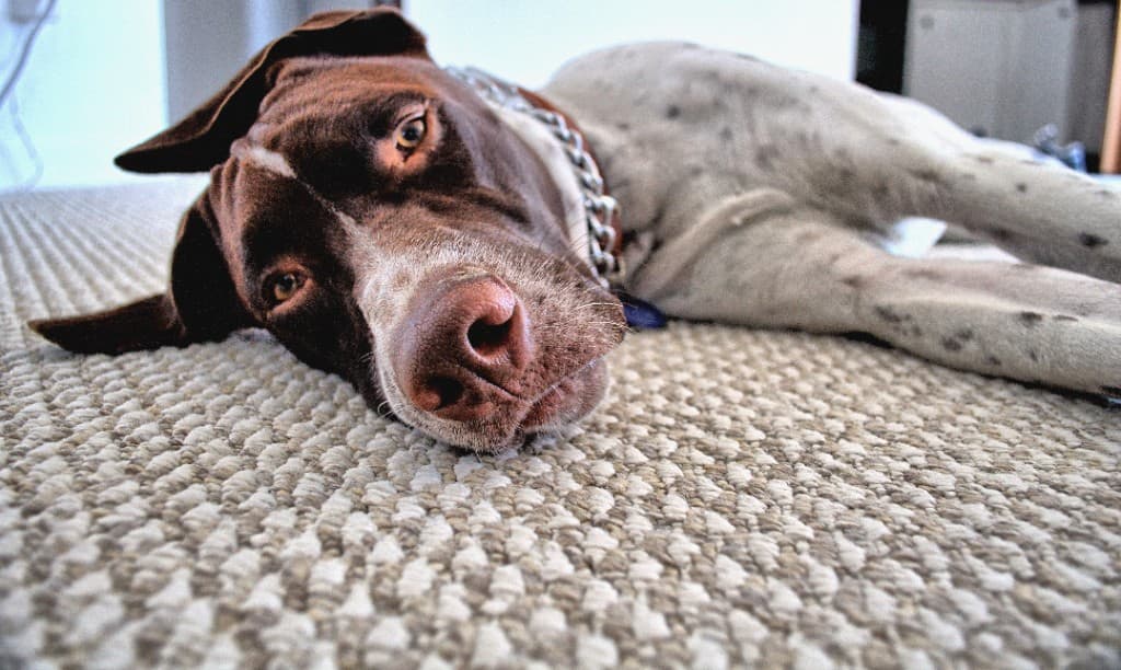 Rustige, voldane hond na een daguitstap