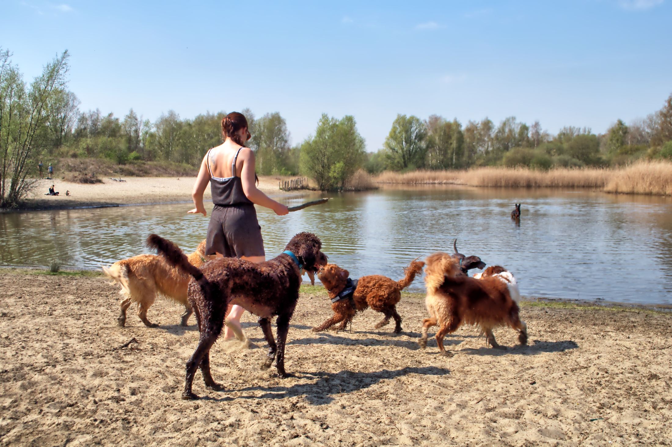 Begeleider met groep honden op daguitstap in Vlaanderen