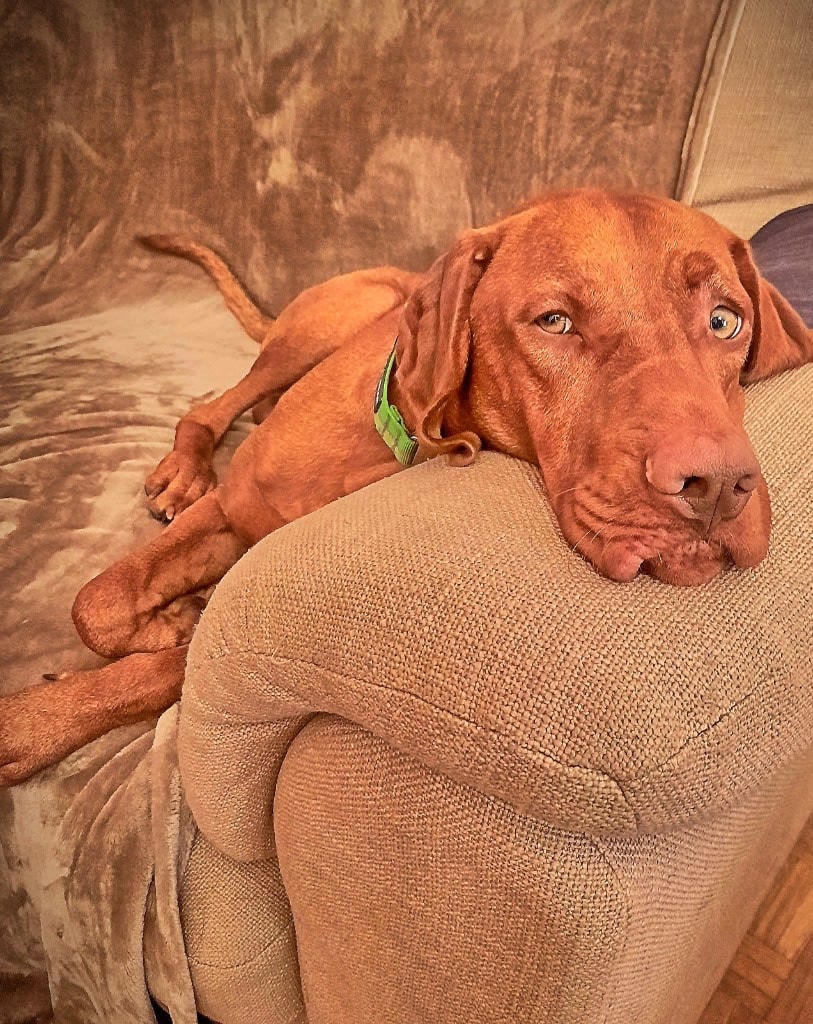 Moe en tevreden hond rust uit thuis na een daguitstap — mentale en fysieke vermoeidheid