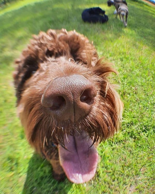 Blue, Labradoodle