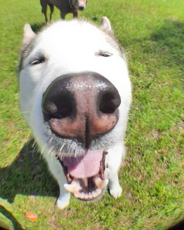 Chief, Alaskan Husky