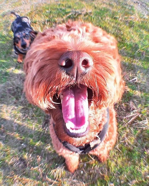 Ferre, Australian Labradoodle