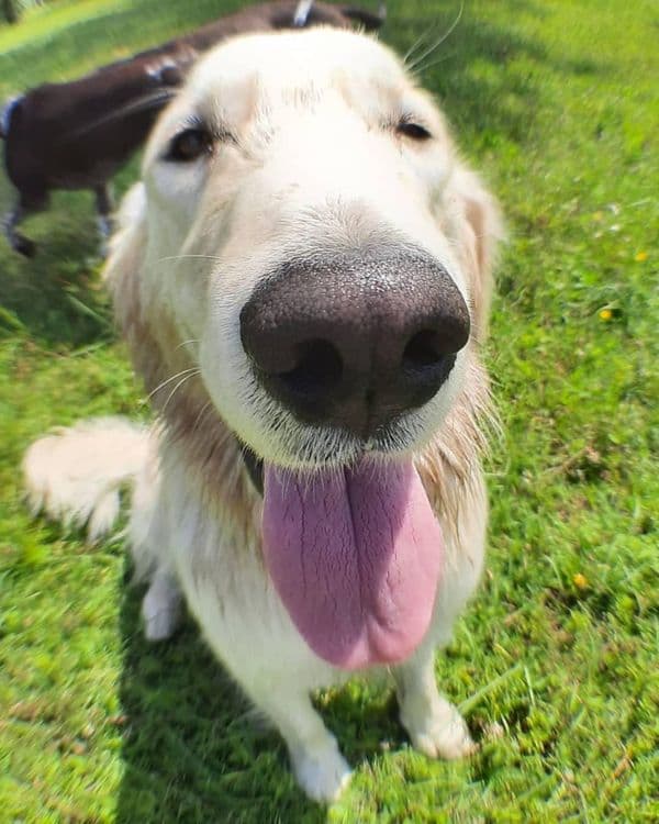 Jackie, Golden Retriever