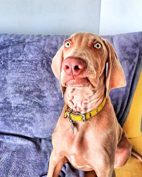 Lex, Weimaraner