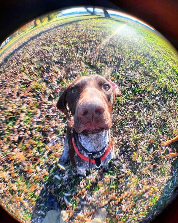 Ocho, German Shorthaired Pointer