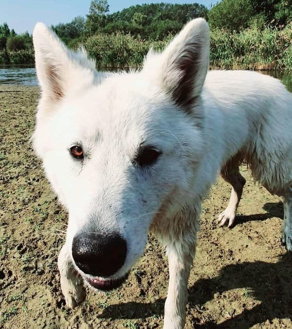 Sam, Zwitserse Herder