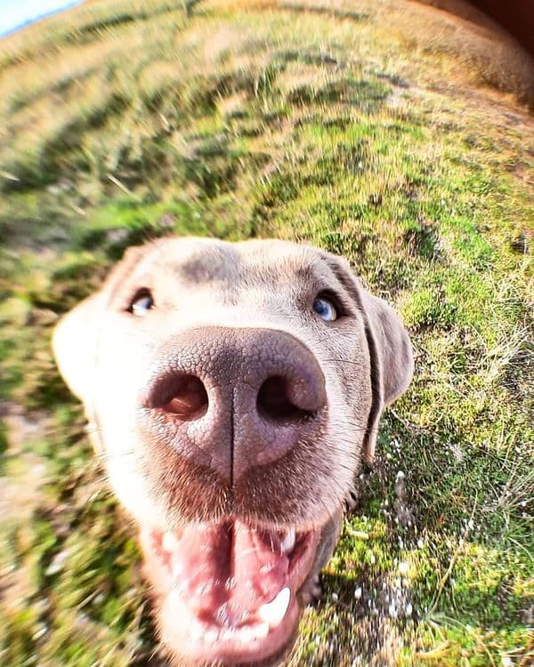 Saya, Zilvere Labrador