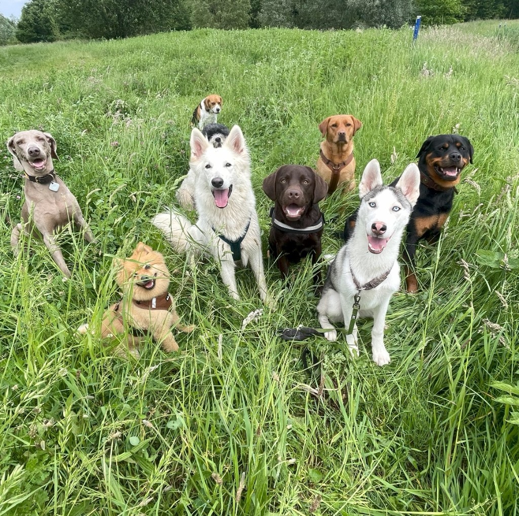 Wandelgroep van honden in het veld bij One Happy Hound