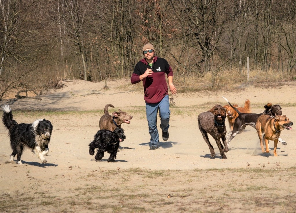 Team van One Happy Hound met een groep honden