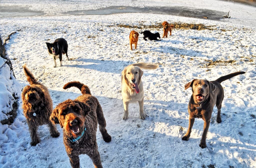 Happy Hounds spelen in de sneeuw tijdens een daguitstap