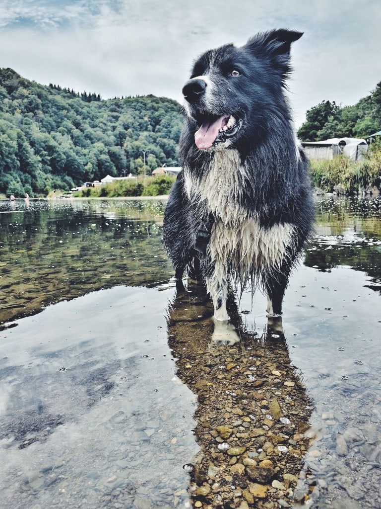 Border collie in het water tijdens een daguitstap in de natuur — One Happy Hound — hond uitlaten Turnhout