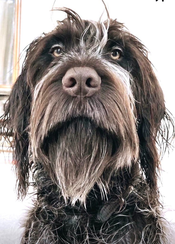 Draadharige hond uit de groep — vechten honden in groep? | One Happy Hound