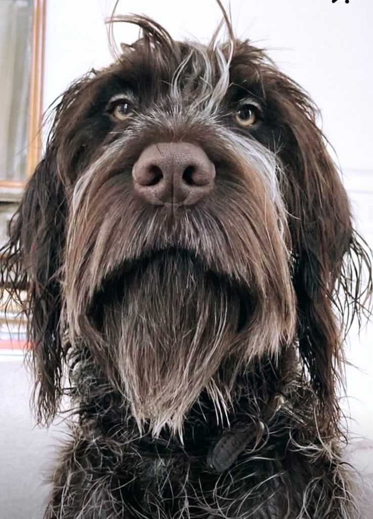 Draadharige hond uit de groep — sociaal contact en groepsdaguitstap | One Happy Hound — hond uitlaten Zandhoven