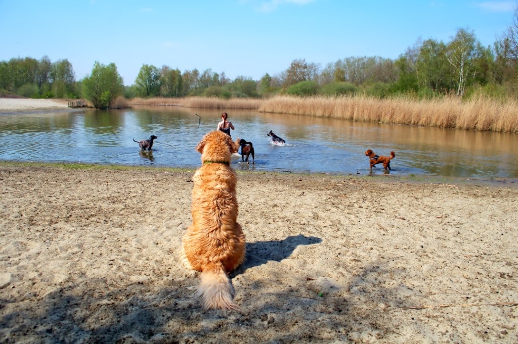 Golden retriever in het veld — blije hond na groepsuitstap One Happy Hound — hond uitlaten Turnhout