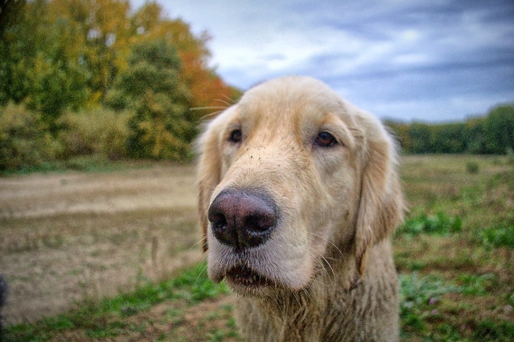 Groep honden rent door ondiep water aan het meer — daguitstap One Happy Hound