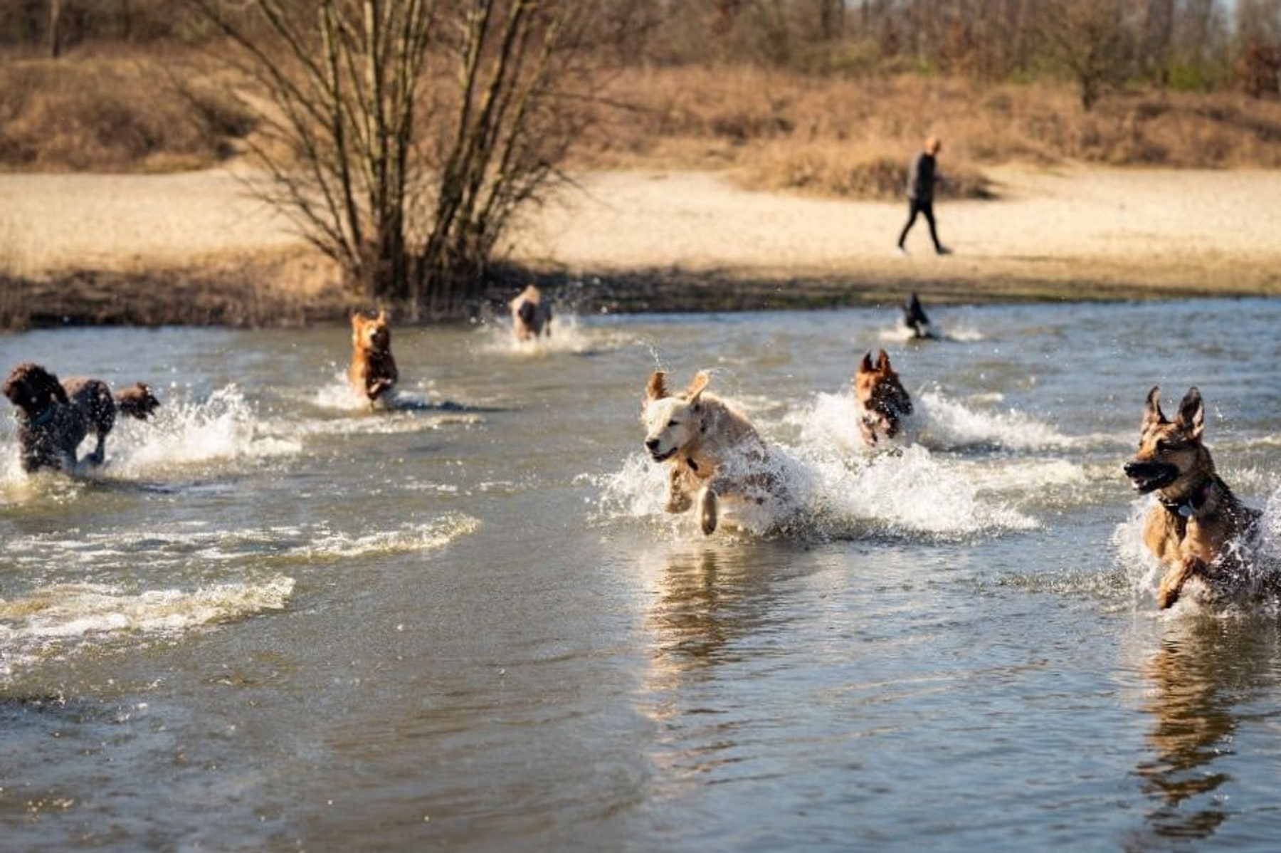 Groep honden rent en spat door het water — avontuurlijke daguitstap Vlaanderen
