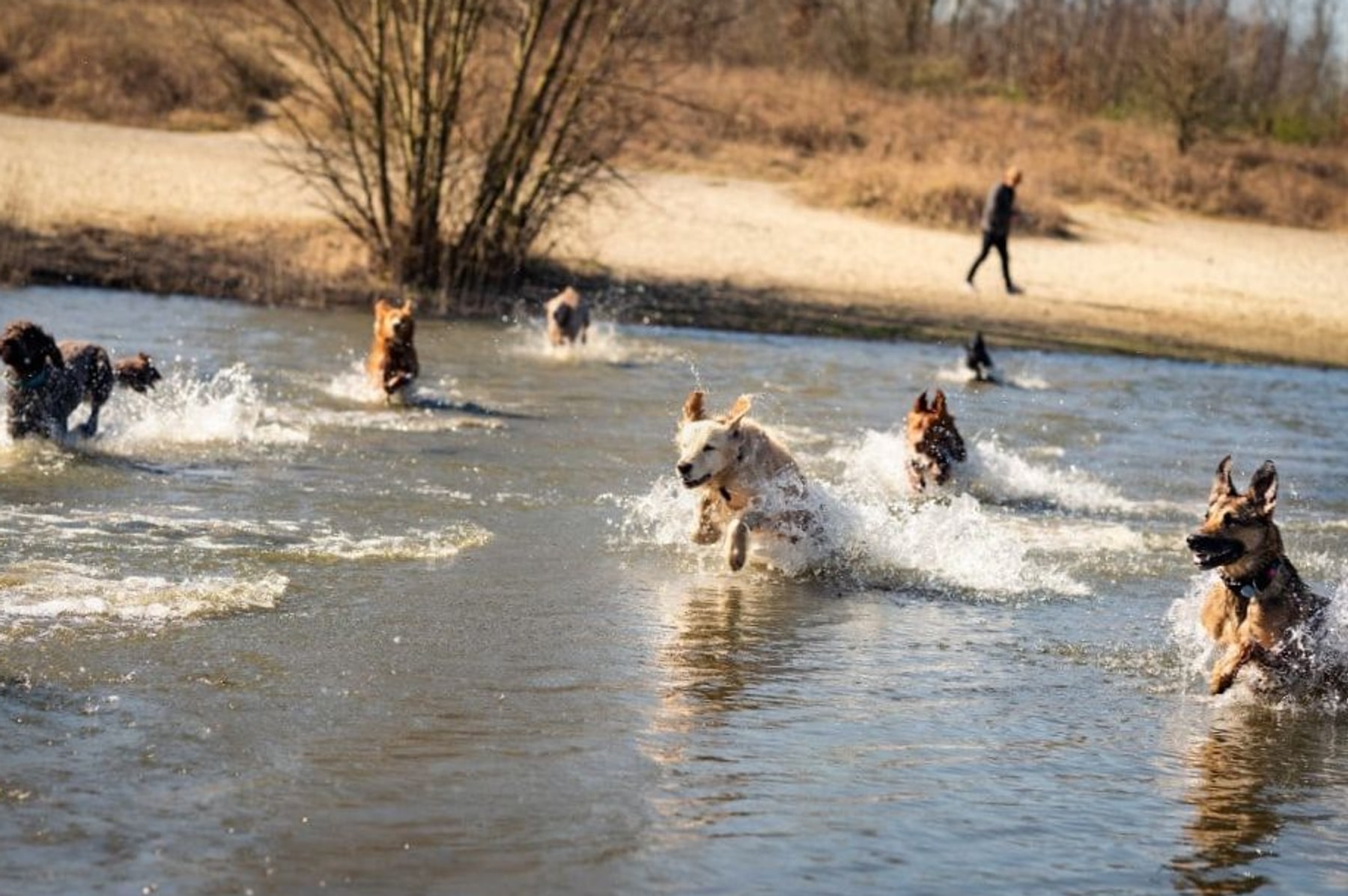 Groep honden rent en spat door het water — avontuurlijke daguitstap Vlaanderen