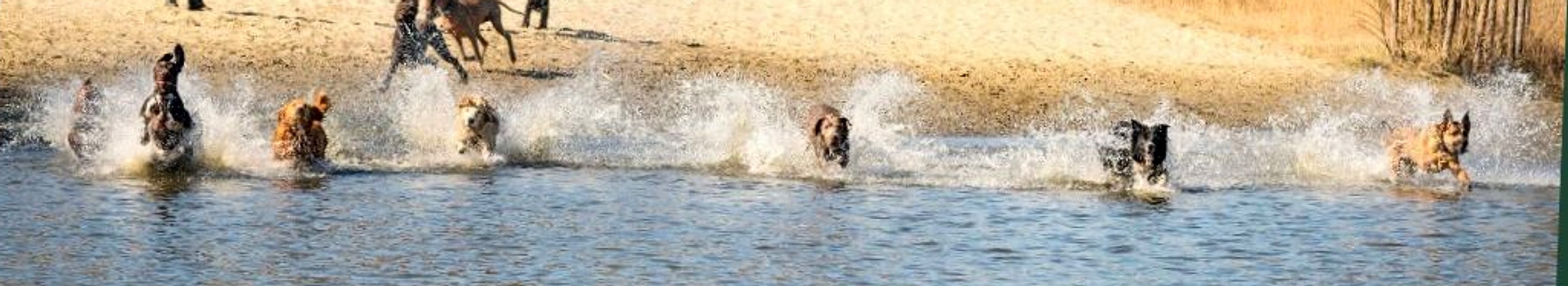 Lange strip: groep honden rent door het water — avontuurlijke daguitstap One Happy Hound