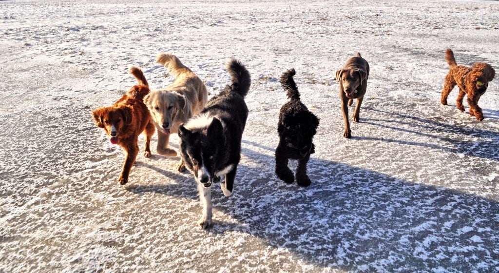 Groep honden op een winterveld — sociale groepsuitlaat One Happy Hound — hond uitlaten Kortrijk