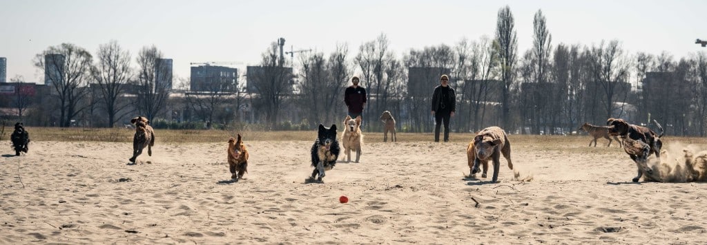 Groep honden rent op zand bij Antwerpen — avontuurlijke daguitstap One Happy Hound — hond uitlaten Gent