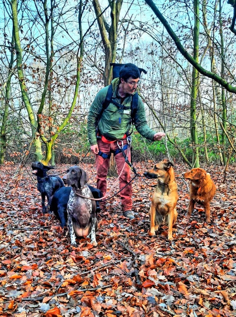 Begeleide groepswandeling in het bos: honden aan de lijn met uitlater — Antwerpen — hond uitlaten Aalst
