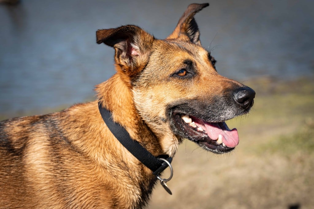 Herder tijdens groepsdaguitstap Antwerpen — verschil met wandelen aan de lijn | One Happy Hound — hond uitlaten Zandhoven