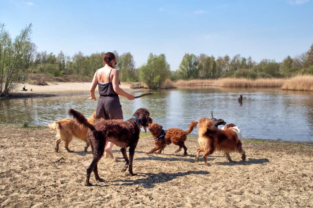 Honden wandelen aan het water met One Happy Hound