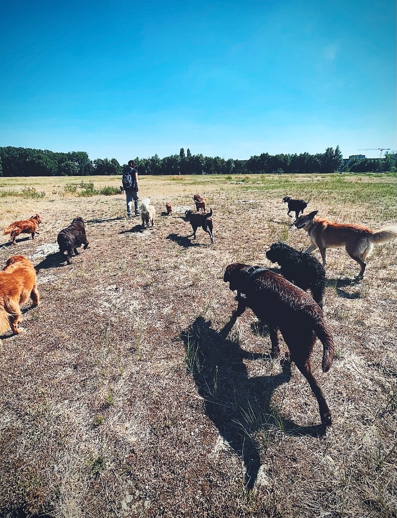 Honden zwemmen en spelen aan het meer tijdens een daguitstap — One Happy Hound