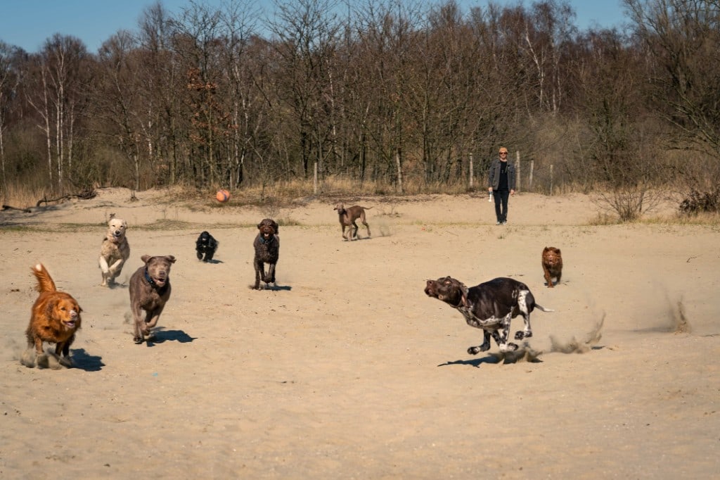 Honden rennen en spelen op zand tijdens een groepsuitstap — One Happy Hound