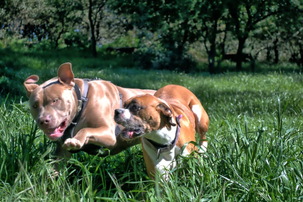 Honden rennen vrij en uitgelaten in open veld tijdens een daguitstap — loslopen en snuffelen