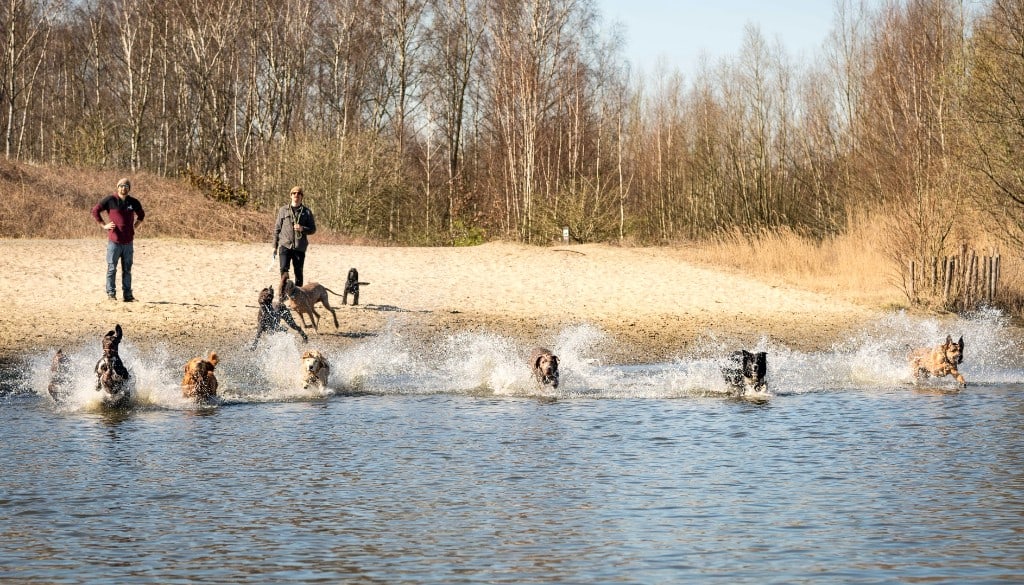 Roedel honden op open veld met begeleider — groepsdaguitstap One Happy Hound — hond uitlaten Gent