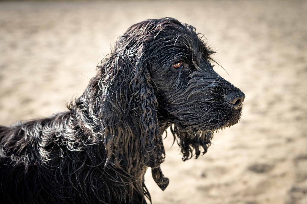 Natte spaniel na spel aan het water — daguitstap One Happy Hound — hond uitlaten Turnhout