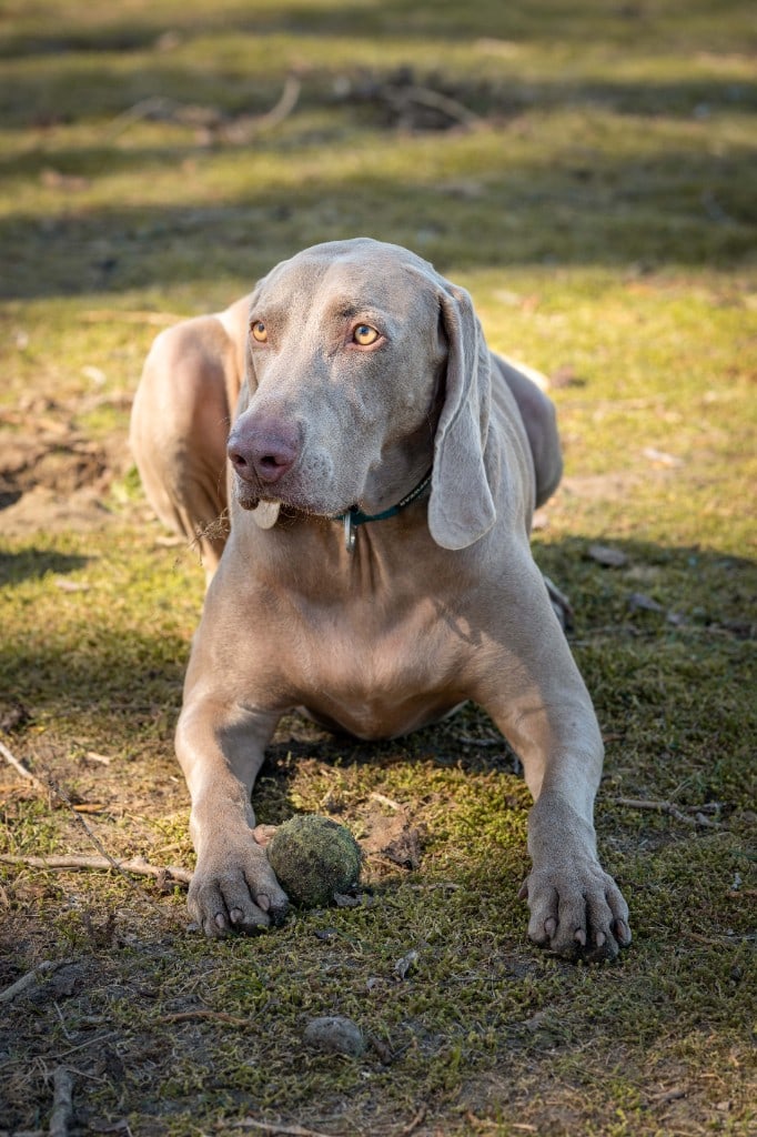 Weimaraner met bal in het gras na spel tijdens een daguitstap — One Happy Hound — hond uitlaten Turnhout